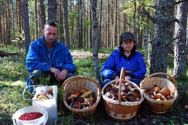 cueillette de champignons réussie