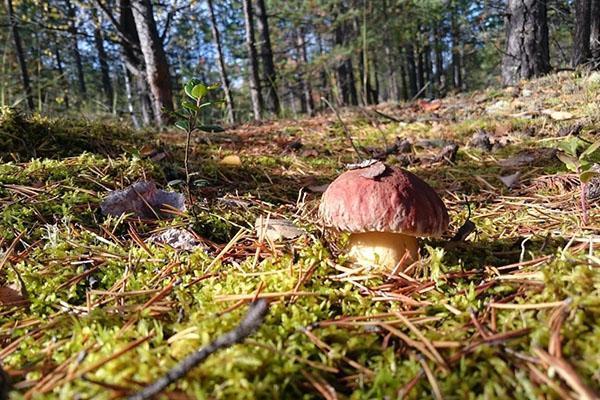 les champignons poussent dans la forêt