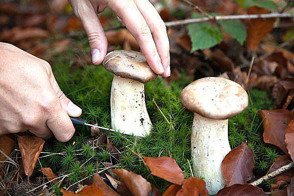 couper les champignons avec un couteau bien aiguisé