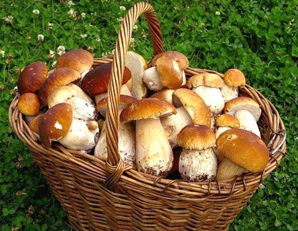 le résultat d'une randonnée aux champignons