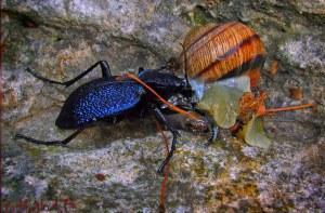 Insectos útiles para el jardín.