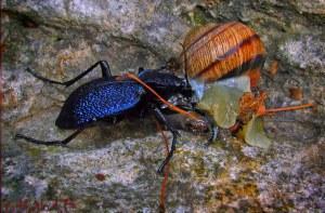 Insectes utiles pour le jardin