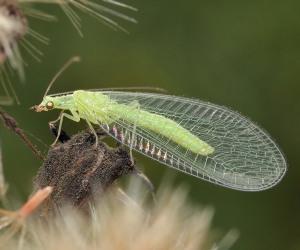 Quels sont les insectes utiles pour le jardin ?