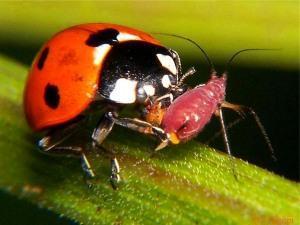 Site utile et insectes du potager