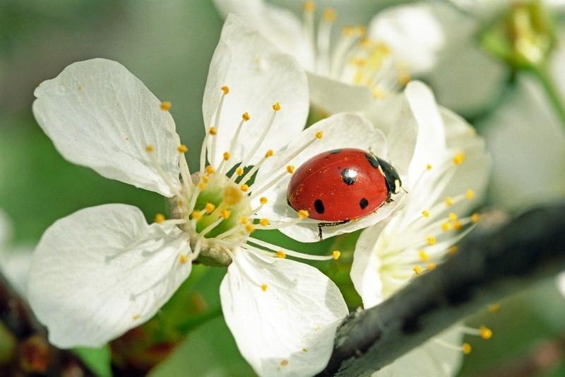 coccinelle dans le jardin