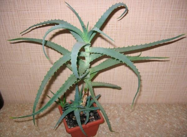 árbol de aloe