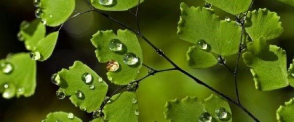 gouttelettes d'eau sur les feuilles de cheveux de vénus