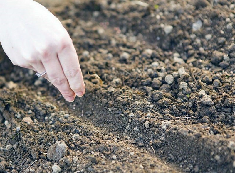 semer des graines en pleine terre