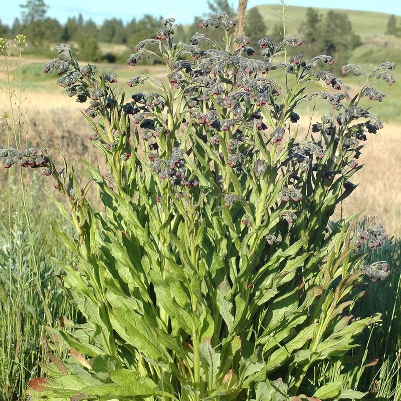 plante de la famille de la bourrache