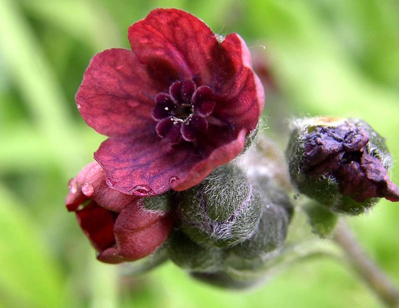 floraison de racine noire médicinale