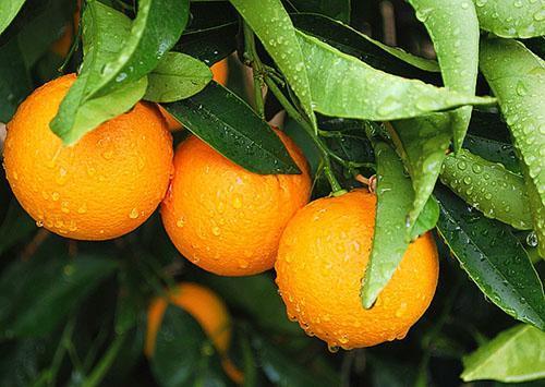 Les oranges sont des vitamines toute l'année