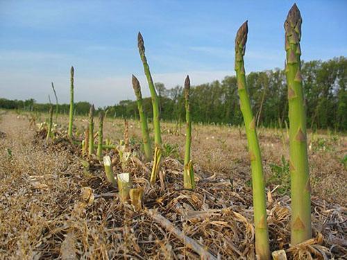 Asperges aux légumes