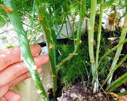 En médecine traditionnelle, les asperges sont utilisées pour prévenir l'hydropisie, les maladies rénales et les lésions vasculaires.