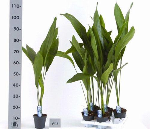 La hauteur d'une plante d'intérieur peut dépasser un mètre