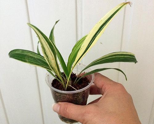 La aspidistra se coloca en lugares oscuros de la habitación.