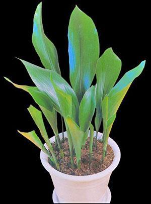 La plante est sans prétention dans les soins