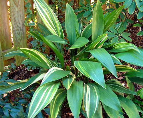 Il n'y a pas de poison dans les feuilles d'aspidistra