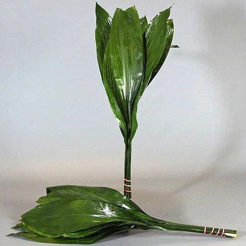 Les feuilles d'Aspidistra sont utilisées par les fleuristes dans les compositions de bouquets