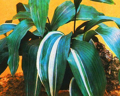 Chambre Aspidistra dans la maison