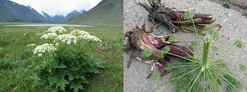 rhizome de la berce du Caucase