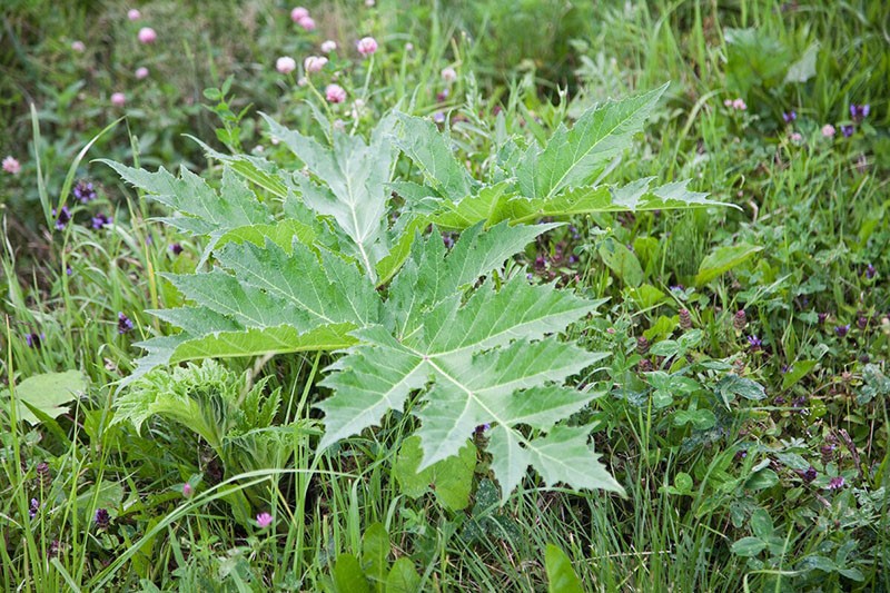 propriétés utiles de la berce du Caucase en cuisine