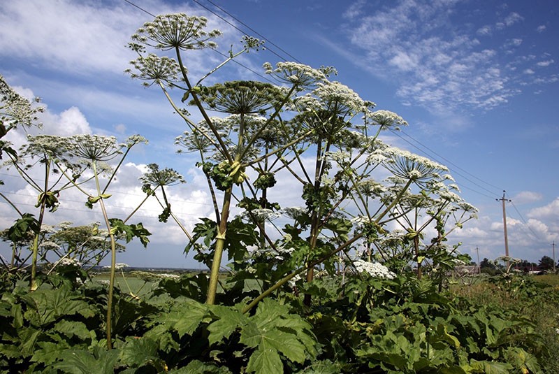 Plante ombellifère