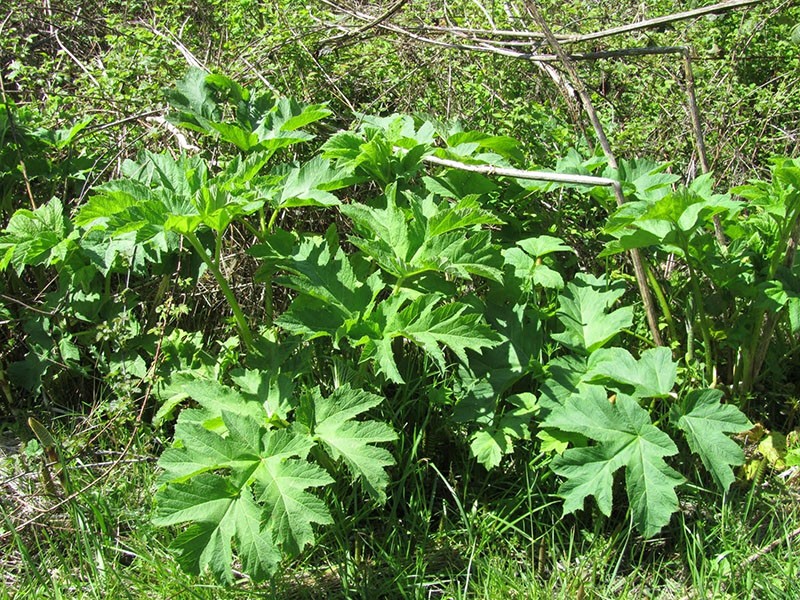 rosette de racine