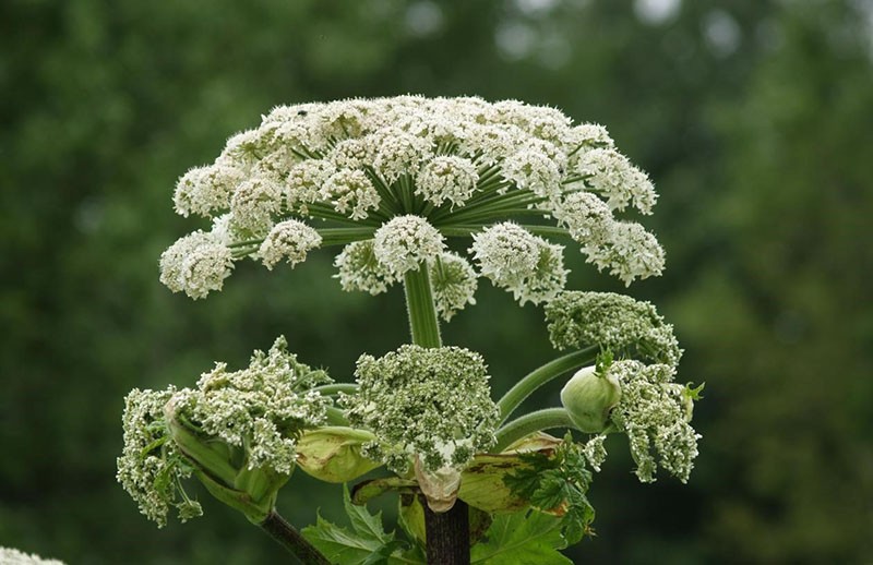 inflorescence de la berce du Caucase