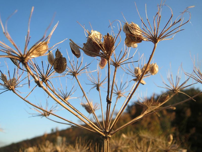 fruit de la berce du Caucase