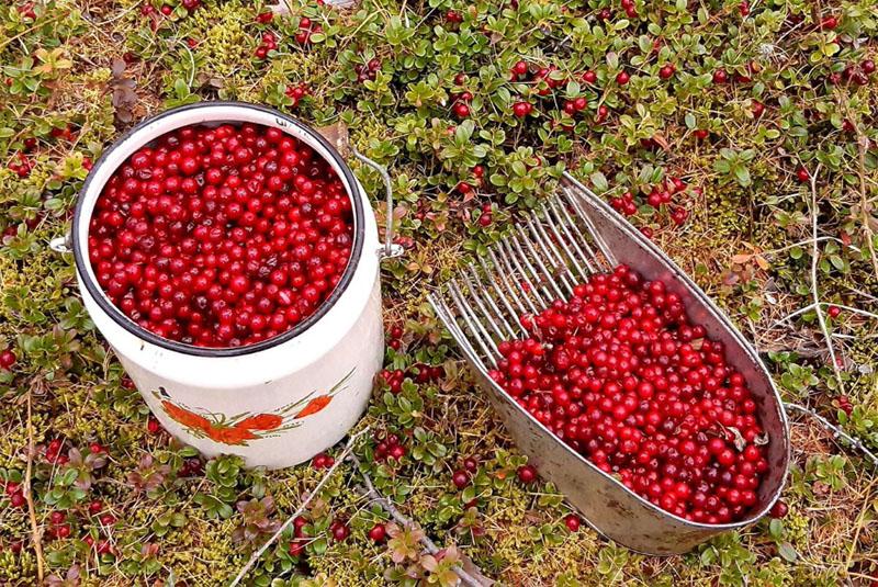 cosecha de arándanos rojos