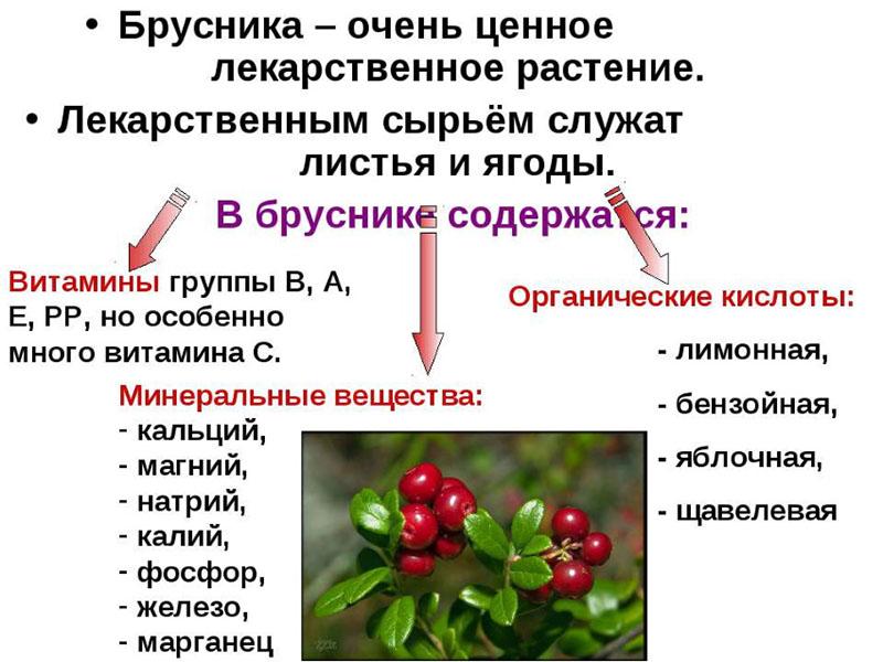 composición química del arándano rojo