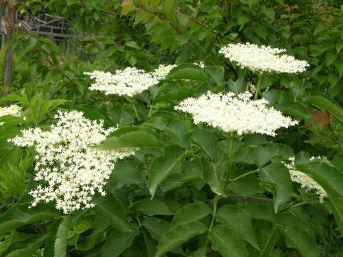 fleurs de sureau