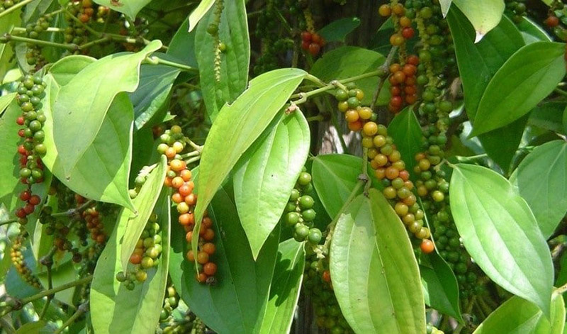 la pimienta negra madura