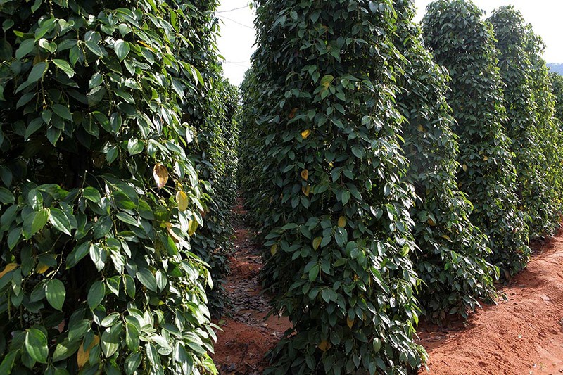 plantation de poivre noir