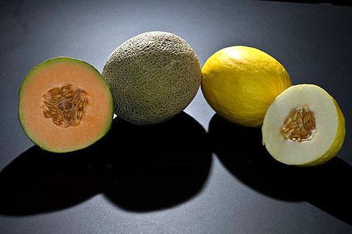 La pulpe de melon est disponible en différentes couleurs