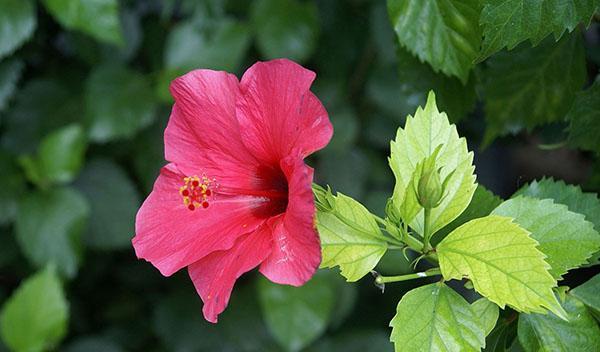 flor de hibisco y hojas