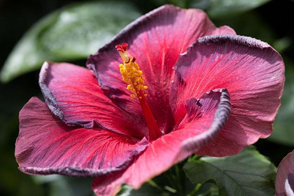 La rose chinoise s'estompe