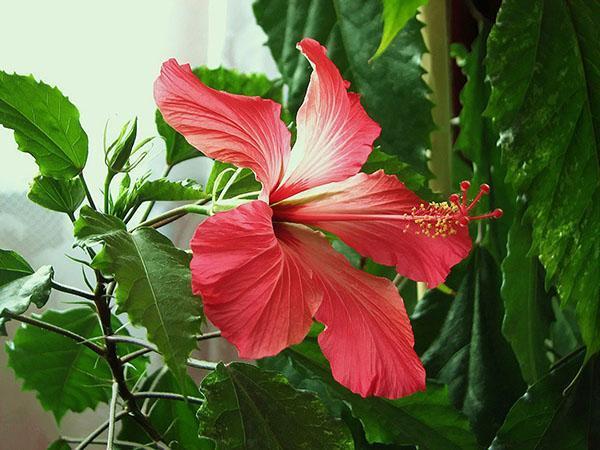 propriétés bénéfiques de l'hibiscus