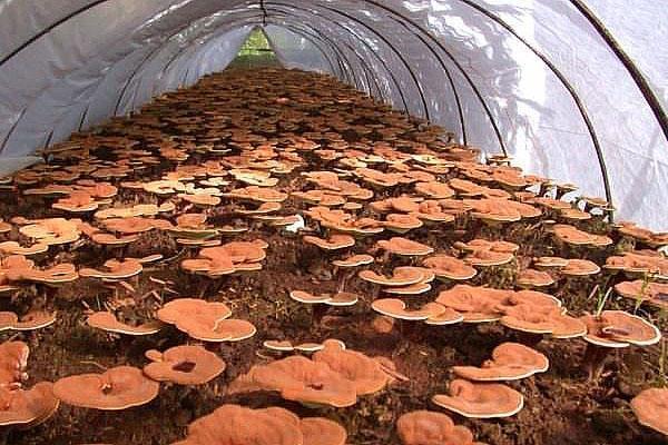 hongo reishi en invernadero