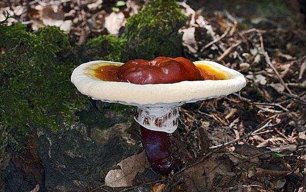 hongo reishi en la naturaleza
