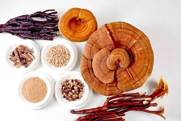 comer hongo reishi solo si un médico le dice que lo haga