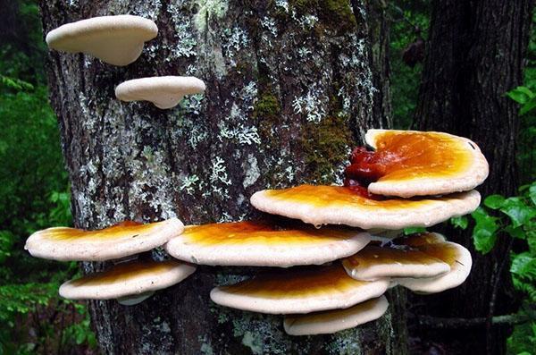 hongo reishi