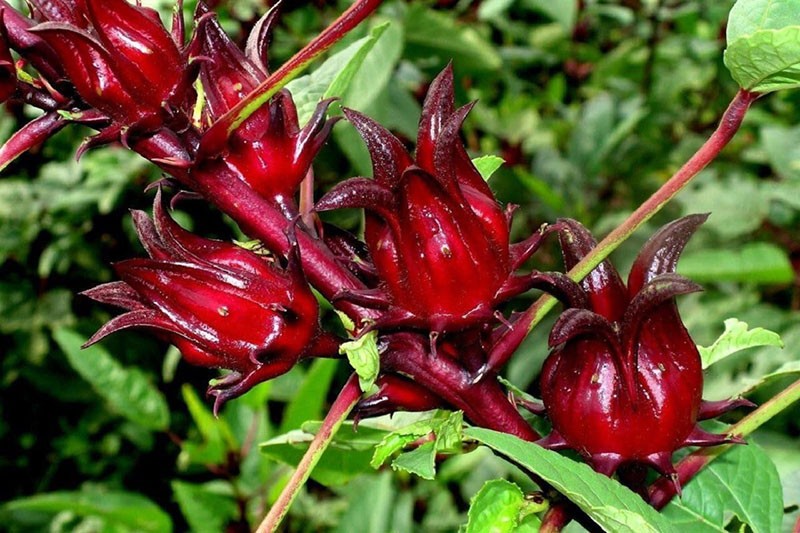 pétales d'hibiscus pour faire du thé