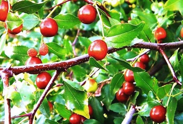 Zizyphus porte des fruits dans le jardin