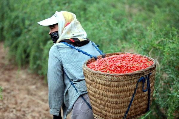 cosecha de bayas de goji