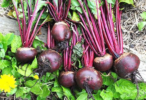 Dans les betteraves rouges, les légumes-racines ne sont pas les seuls utiles. mais aussi des hauts