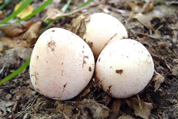 veselka aux champignons frais