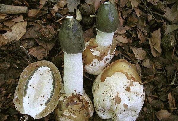 Champignon Veselka du rudiment à la tige