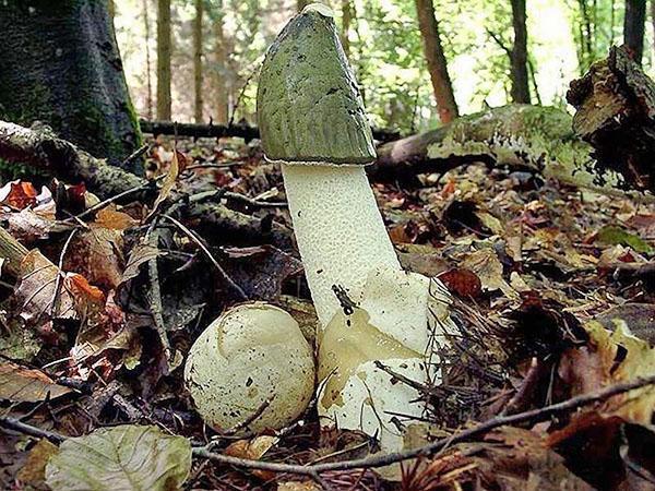 Veselka aux champignons dans la forêt