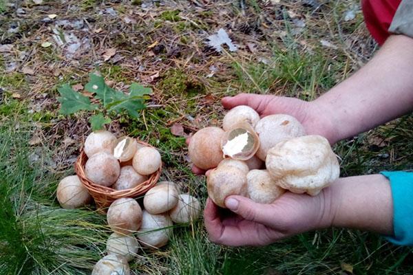 cueillette de champignons